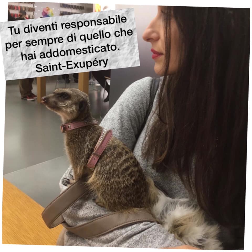 Il Mio Animale Domestico E Un Suricato E Vi Racconto La Mia Vita Con Lei Bz News 24